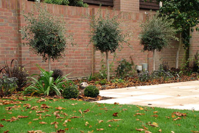 Olive trees as focal point in Weybridge garden Lisa Cox Designs