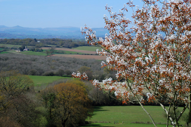 Amelanchier in flower Lisa Cox Garden Designs