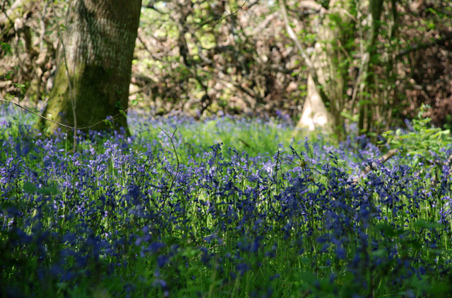 Bluebell wood near Kilgwrrwg Lisa Cox Garden Designs