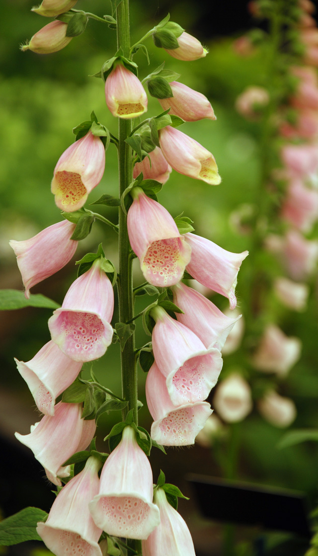 Foxgloves RHS Chelsea 2016 Lisa Cox