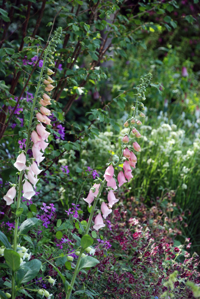 Foxgloves in Brewin Dolphin Garden RHS Chelsea 2016