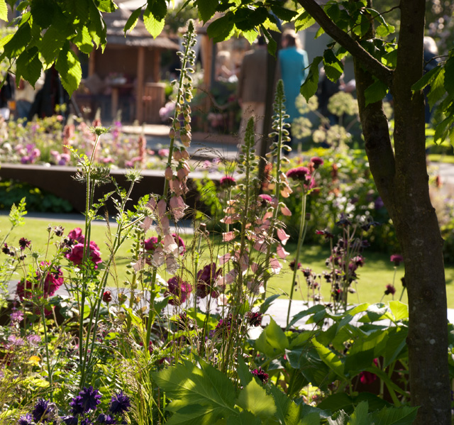 Foxgloves in Chelsea Barracks Garden RHS Chelsea 2016 Lisa Cox