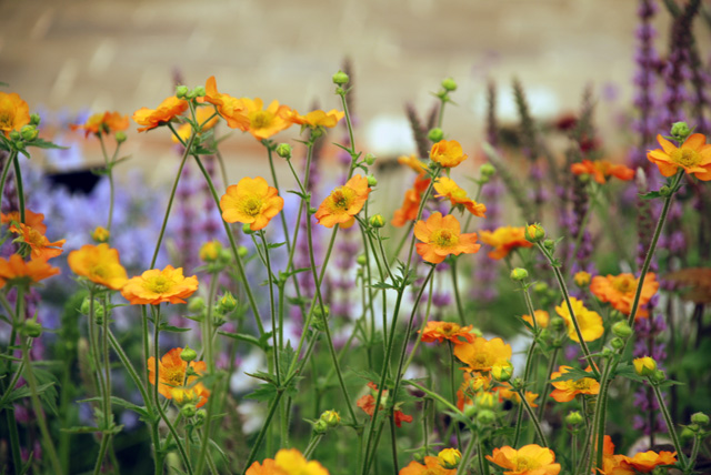 Geum in floral Marquee RHS Chelsea 2016 Lisa Cox