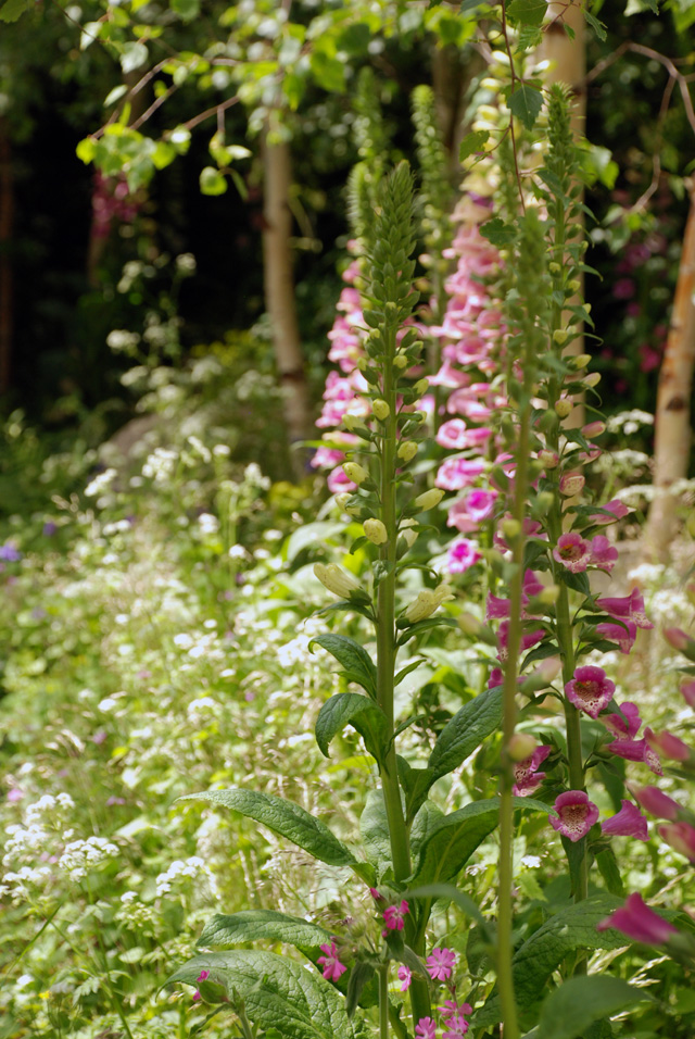 Hartley Botanic Garden RHS Chelsea 2016 Lisa Cox