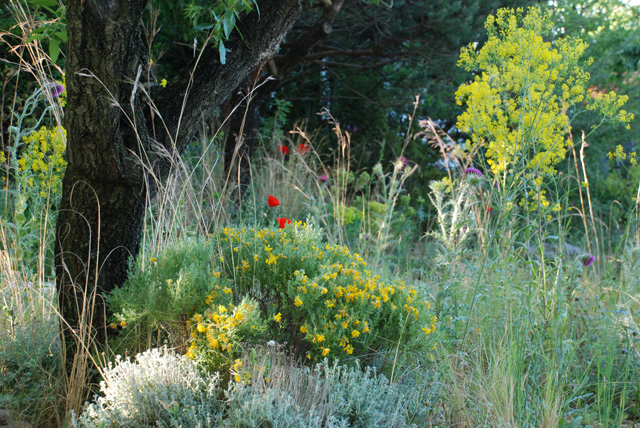 James Basson's wild planting Chelsea 2016 Lisa Cox