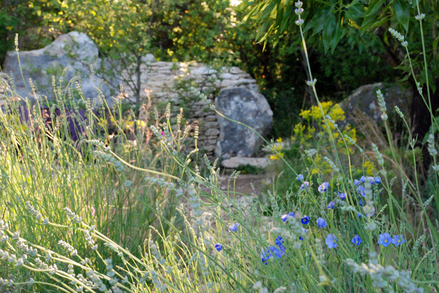 Lavender in L'Occitane Garden RHS Chelsea 2016