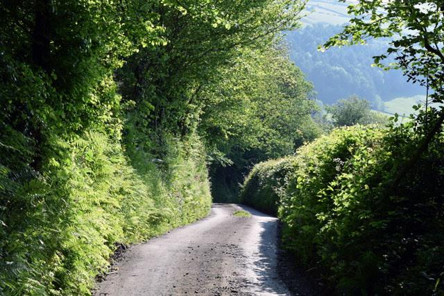 Our Welsh lane in early summer Lisa Cox Garden Designs