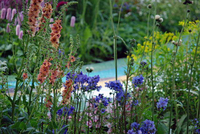 Rosy Hardy's planting Brewin Dolphin RHS Chelsea 2016 Lisa Cox