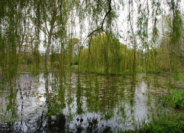 Weeping willow Monet garden Hignam House Lisa Cox