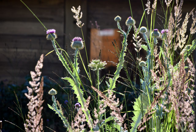 Backlit thistles RHS Hampton 2016 Lisa Cox