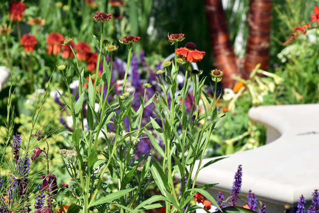 RHS Hampton 2016 Vibrant planting New Horizons City Garden Lisa Cox