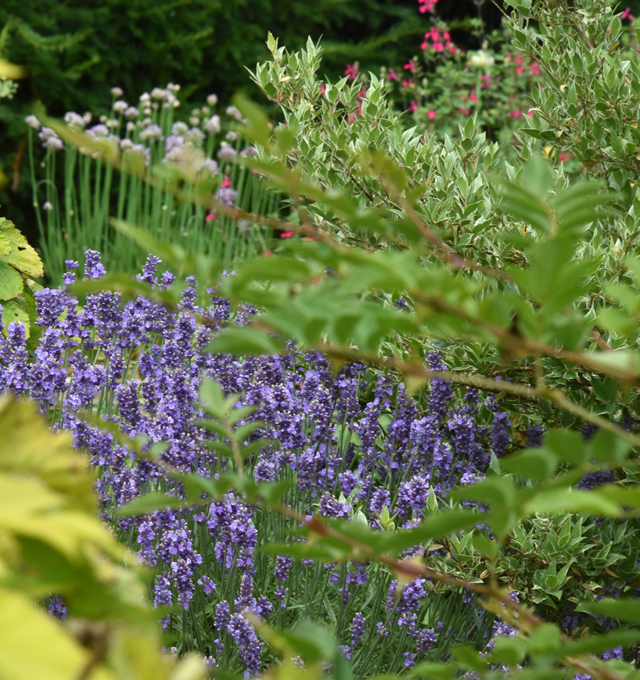 Lavender & other herbs at Jekka's farm Lisa Cox Garden Designs