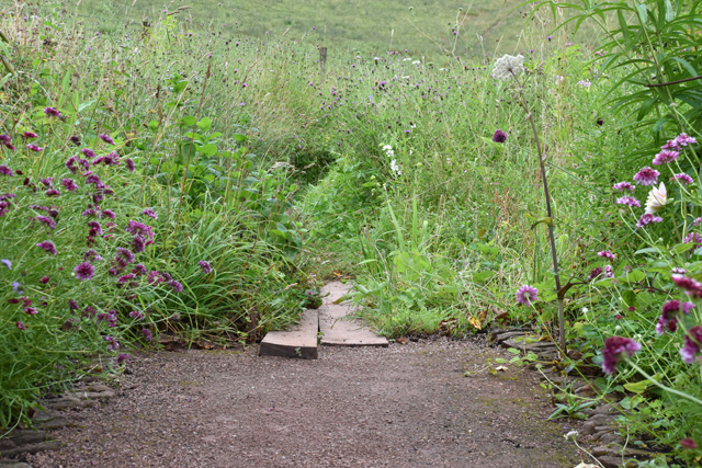 Pathway through wild meadow Allt-y-bela Lisa Cox