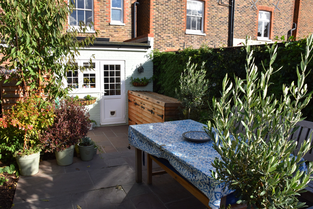 courtyard-garden-1-year-on-lisa-cox-designs