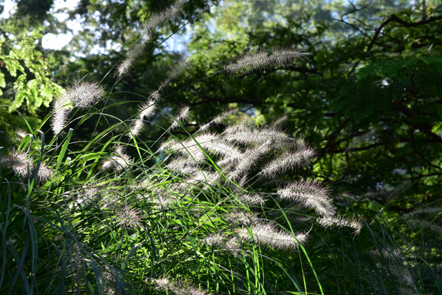 pennisetum-in-jubilee-park-lisa-cox-garden-designs