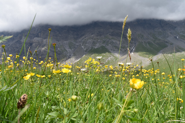 Wild flowers in the Swiss Alps | Lisa Cox Garden Designs Blog